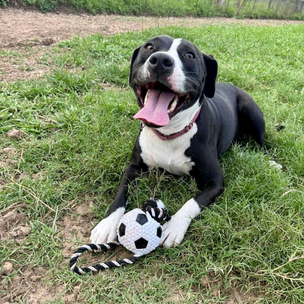 Enlarge Sammy, a Adoptable Mixed Breed in Natchitoches, LA image 3/6