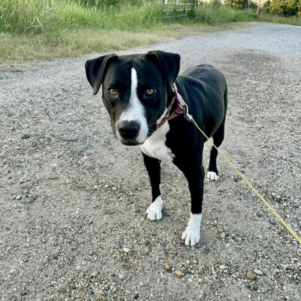 Sammy, a Adoptable Mixed Breed in Natchitoches, LA image 5/6