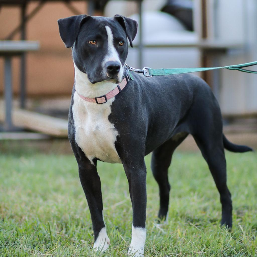 Enlarge Sammy, a Adoptable Mixed Breed in Natchitoches, LA image 5/6