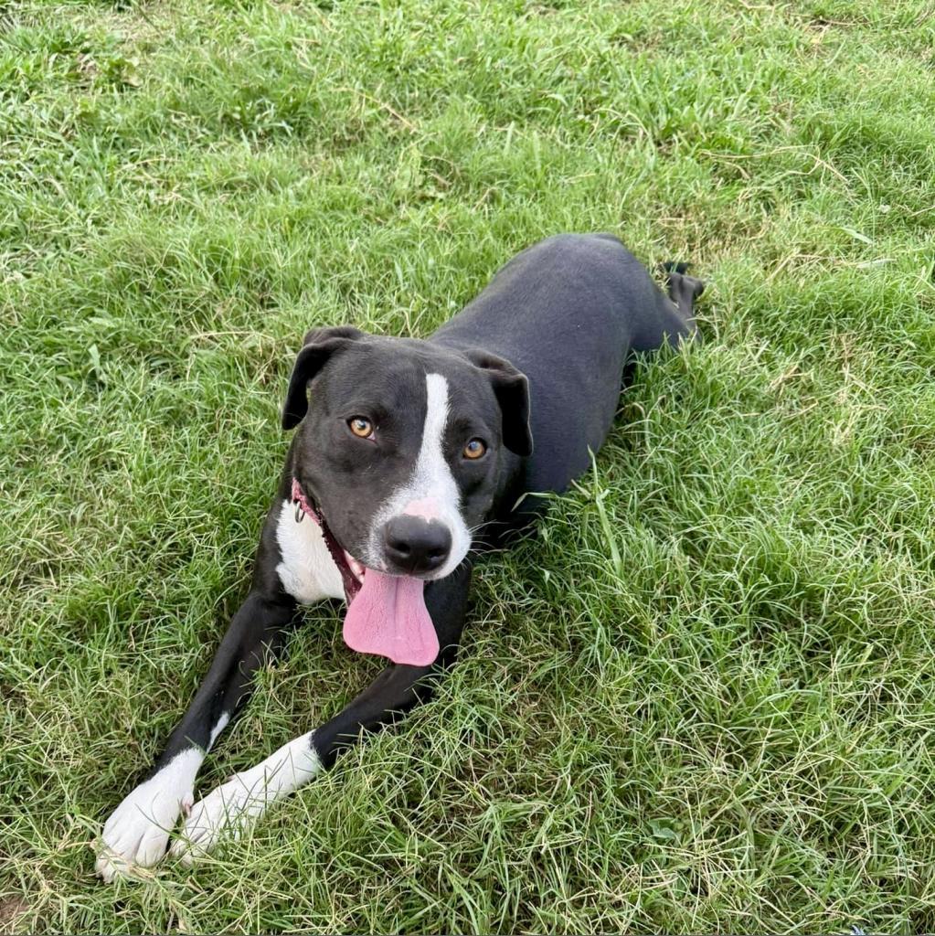 Enlarge Sammy, a Adoptable Mixed Breed in Natchitoches, LA image 6/6