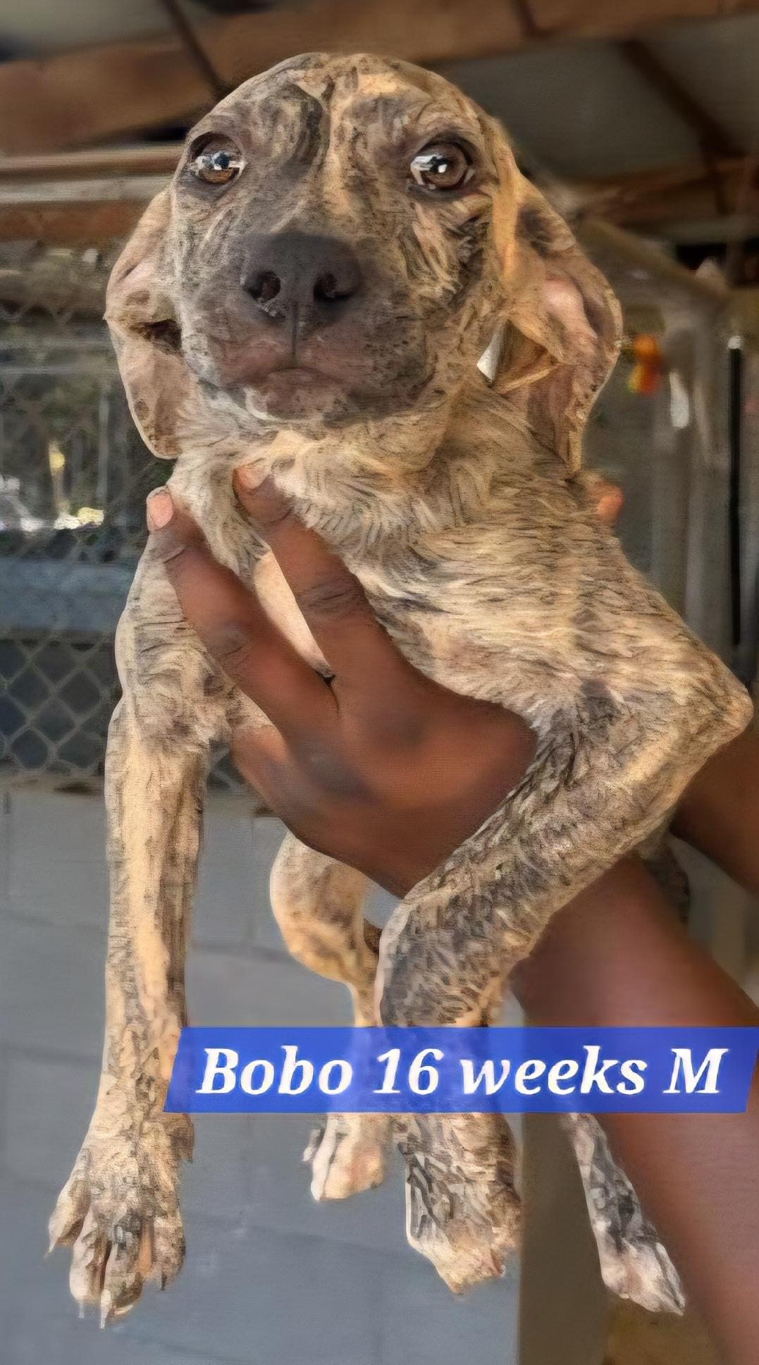 Bobo, Adoptable, Puppy Male Labrador Retriever & Mixed Breed.