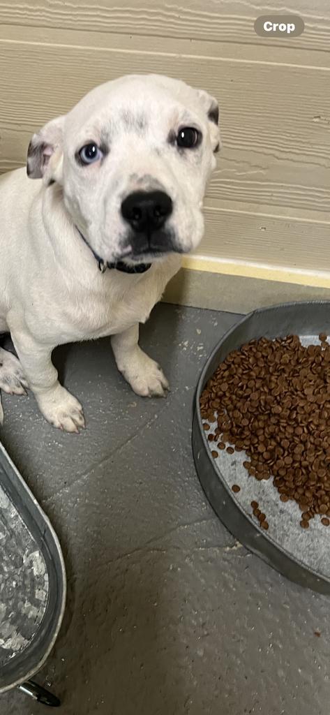 Enlarge Blue, a Adoptable mixed breed in Ruston, LA image 1/1