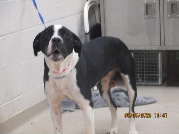 Enlarge Mel(876), a Adoptable mixed breed in Marietta, GA image 1/1