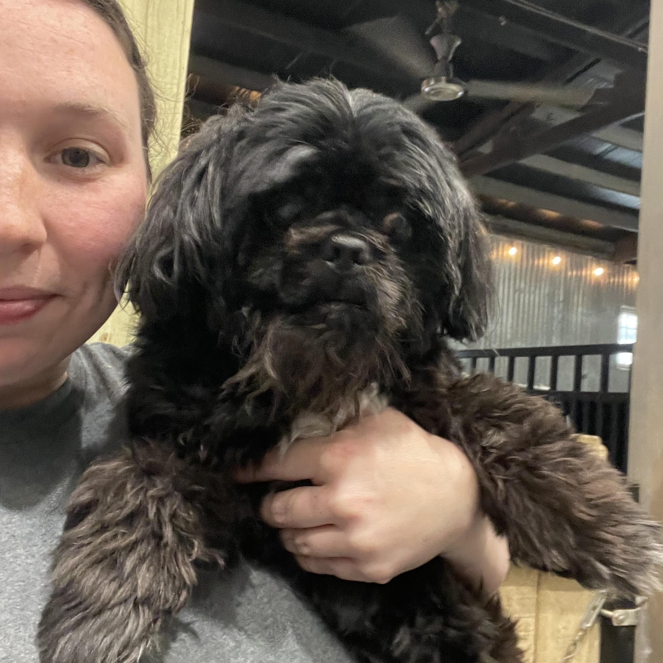 Tux, a ADOPTABLE Shih Tzu in Baton Rouge, LA image 3/3