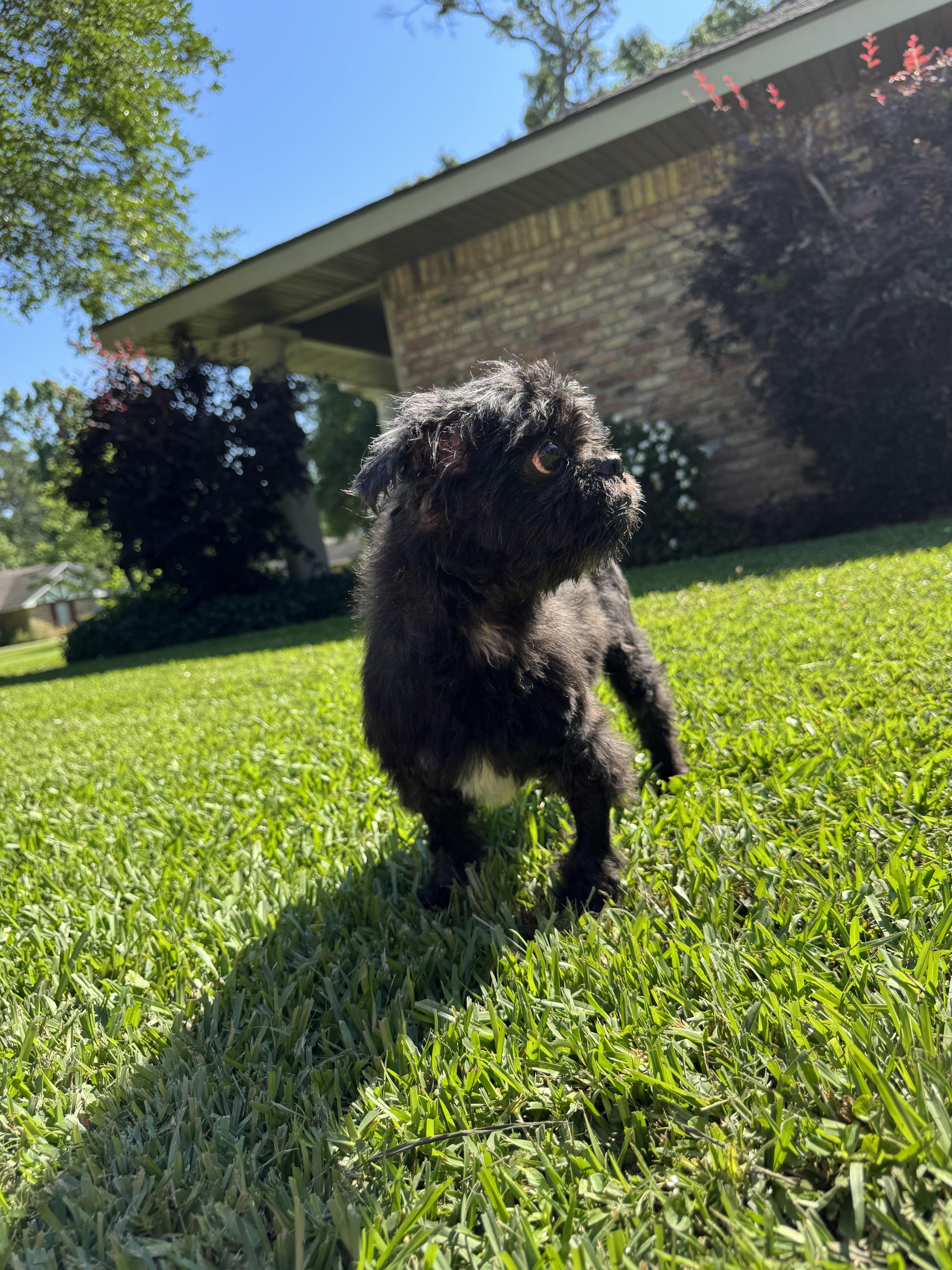 Enlarge Tux, a ADOPTABLE Shih Tzu in Baton Rouge, LA image 2/4