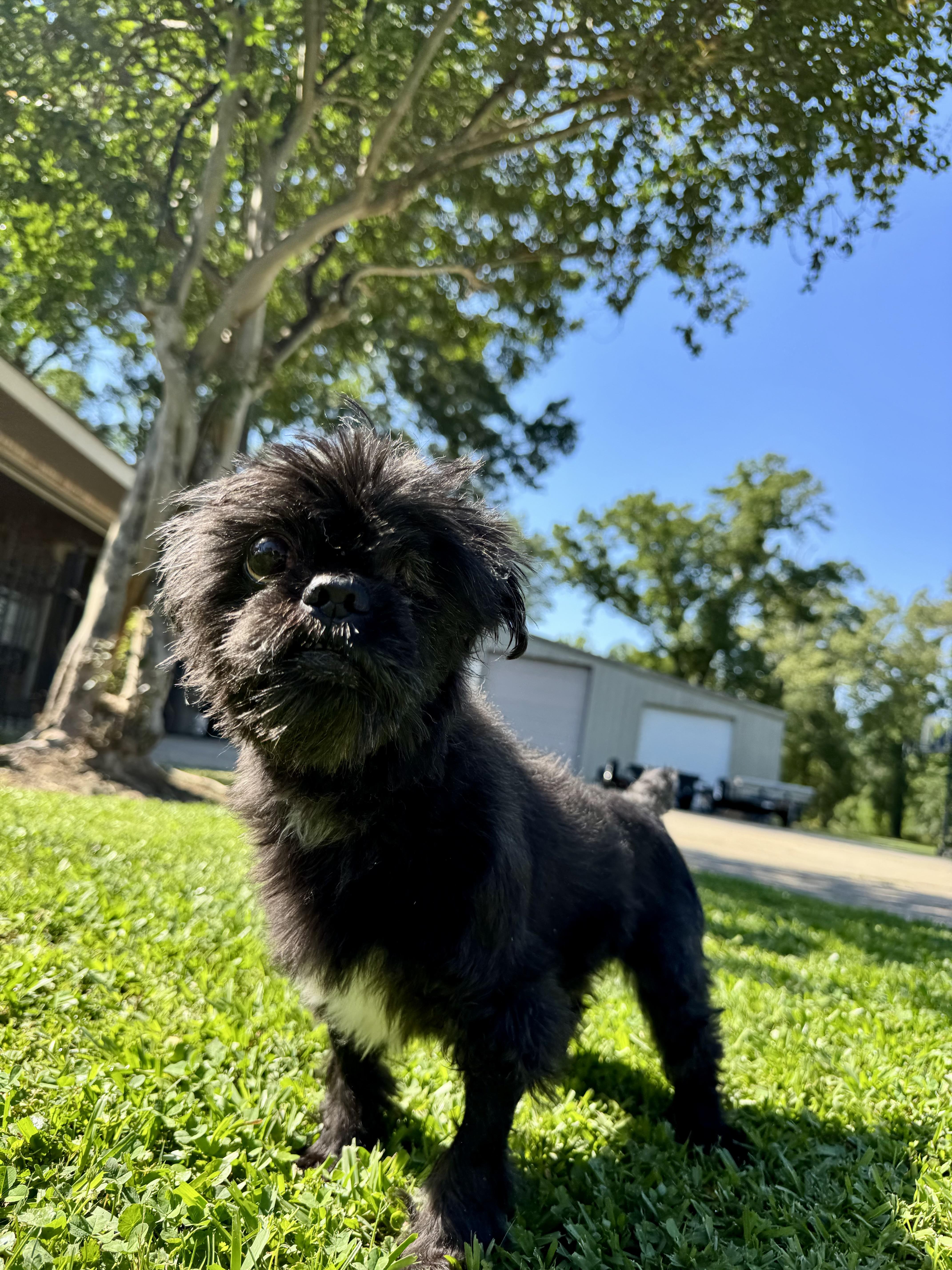 Enlarge Tux, a ADOPTABLE Shih Tzu in Baton Rouge, LA image 3/4