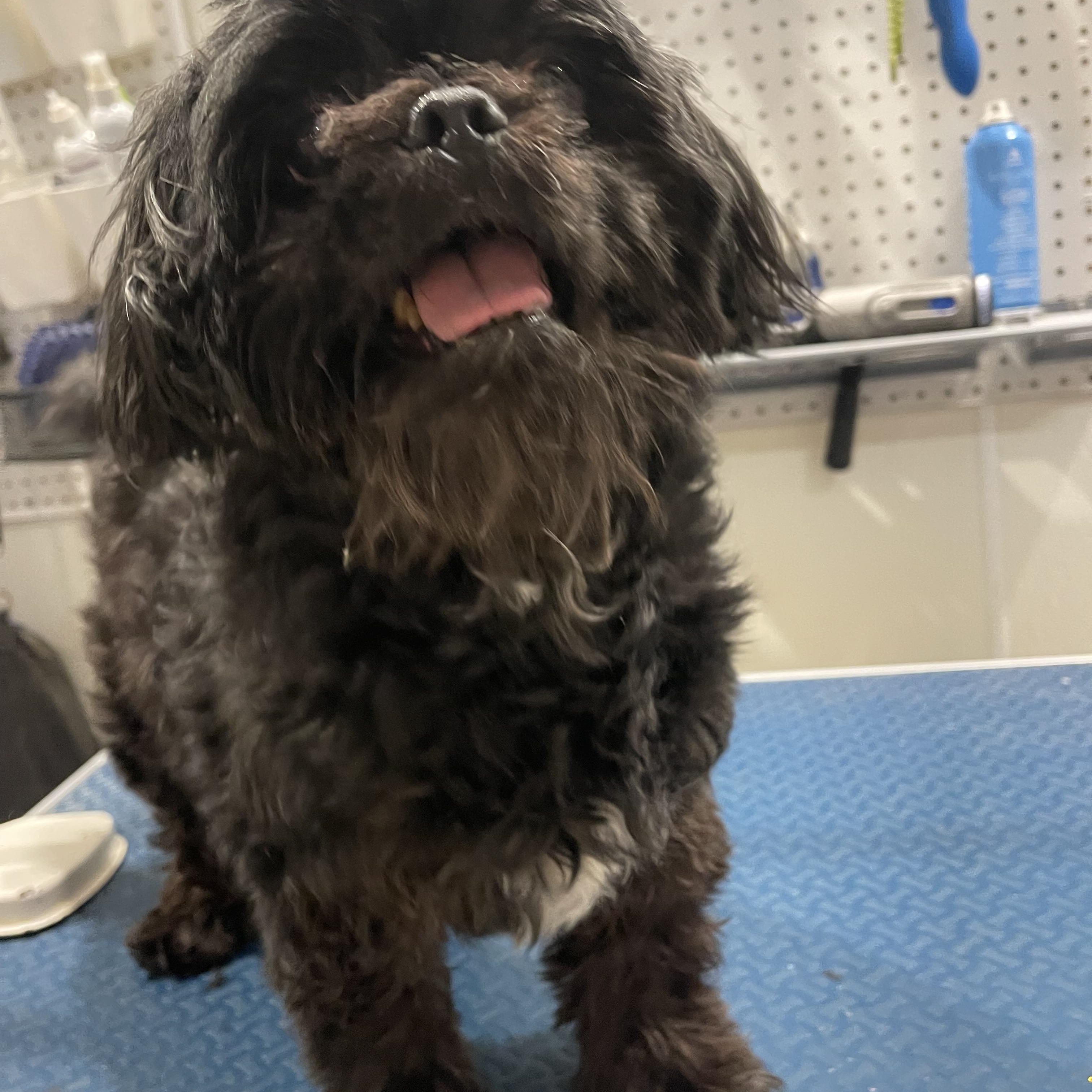 Tux, a ADOPTABLE Shih Tzu in Baton Rouge, LA image 2/3