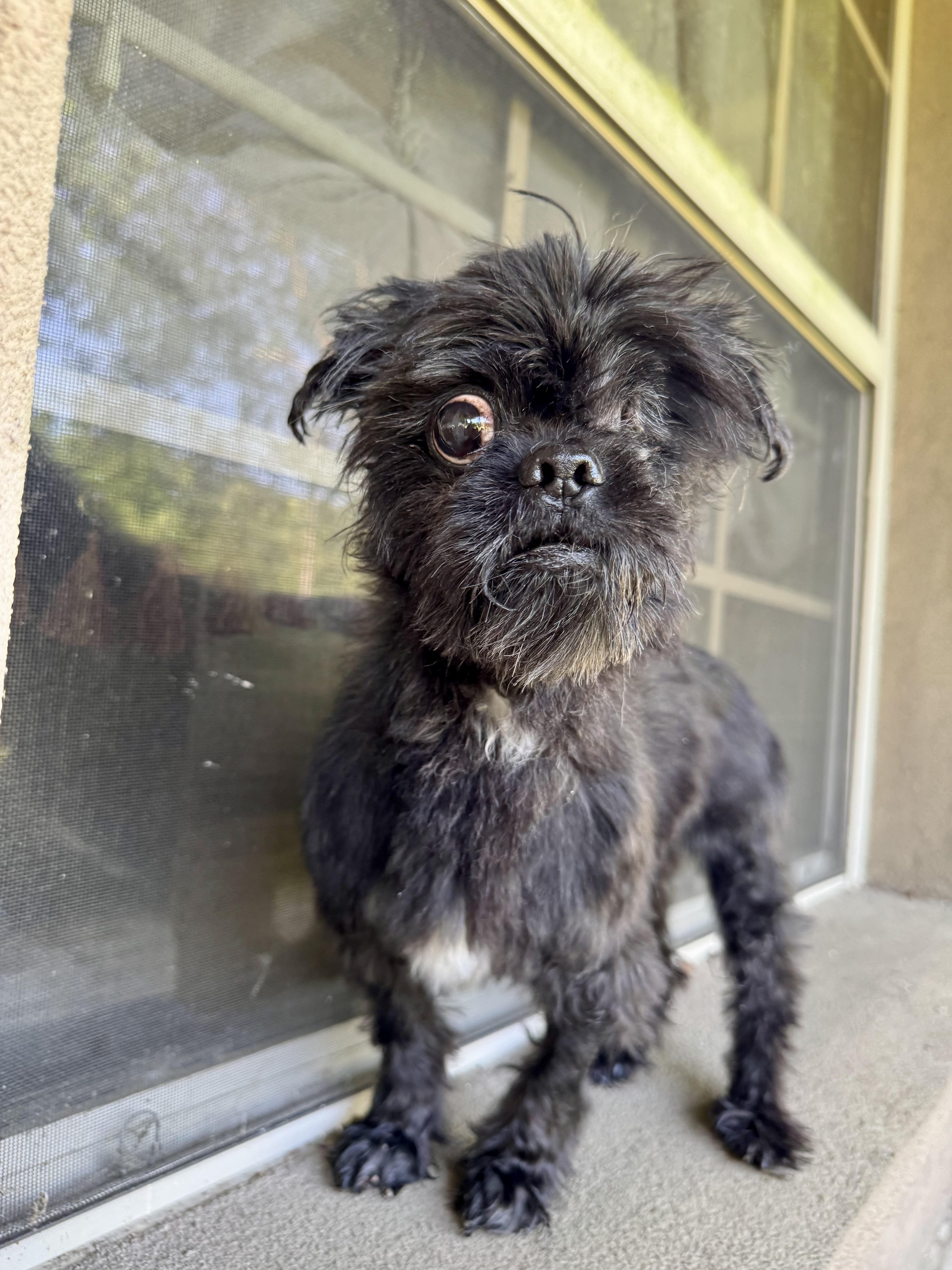 Tux, ADOPTABLE, Senior Male Shih Tzu.