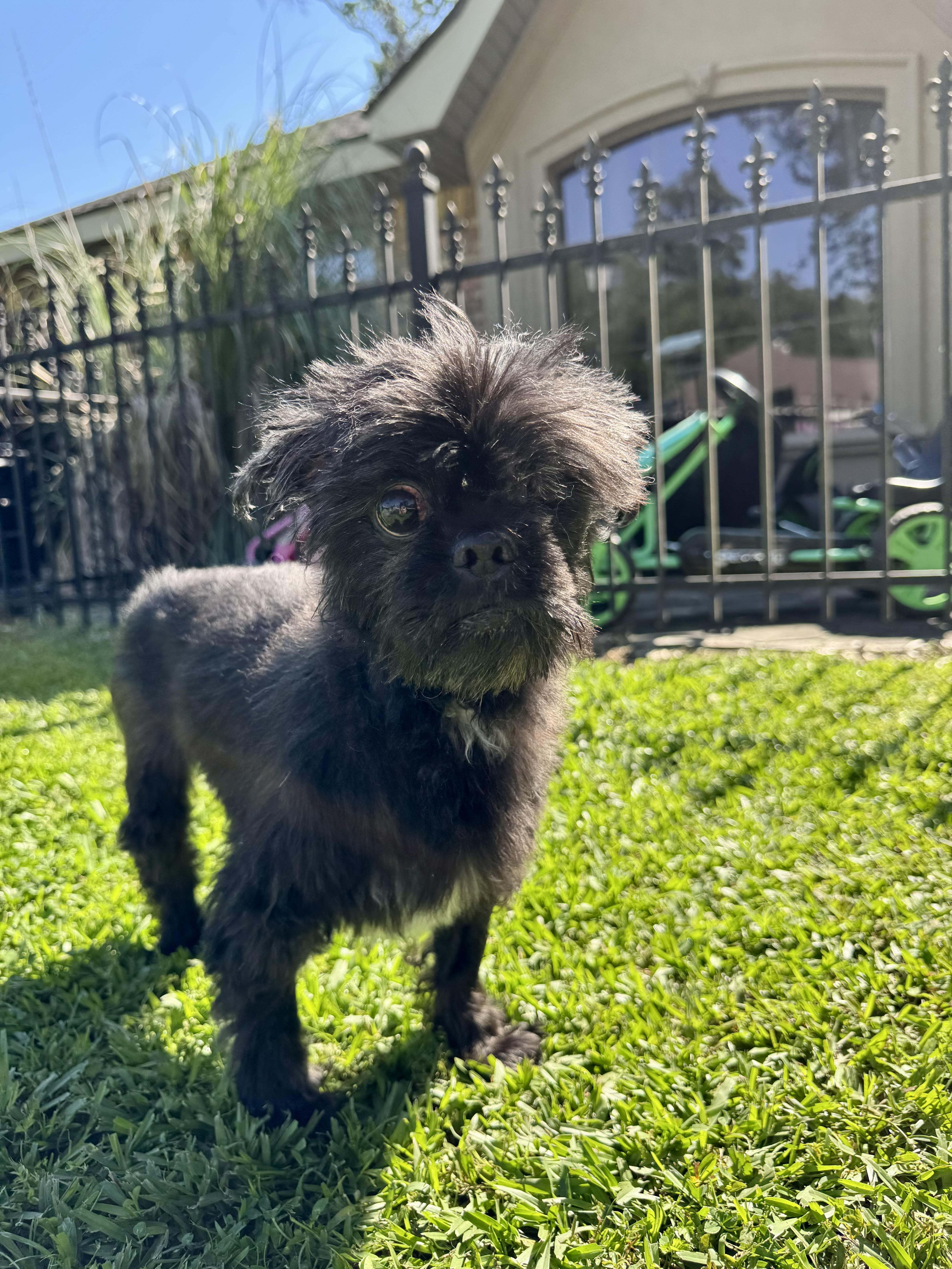Enlarge Tux, a ADOPTABLE Shih Tzu in Baton Rouge, LA image 4/4