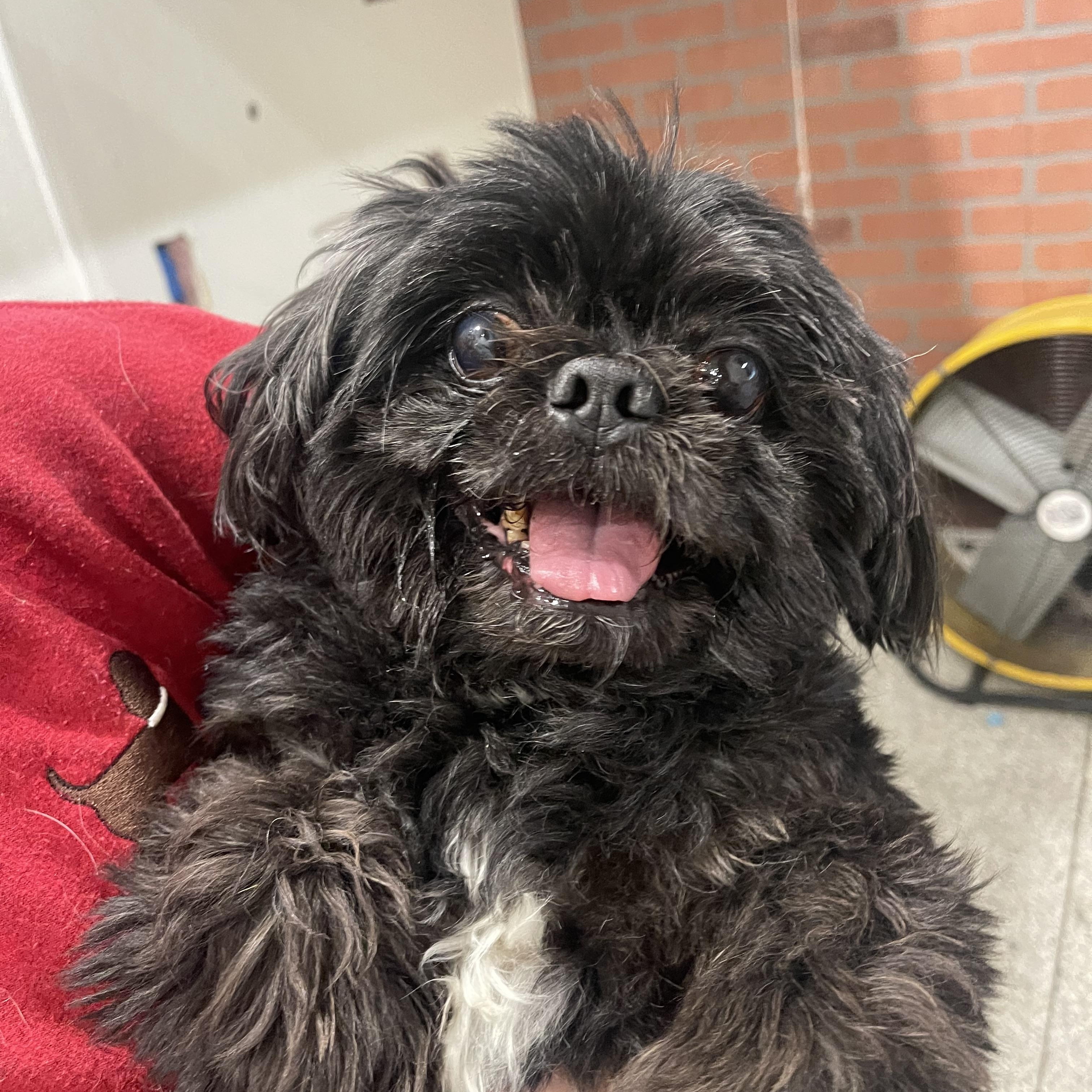Tux, a ADOPTABLE Shih Tzu in Baton Rouge, LA image 1/3