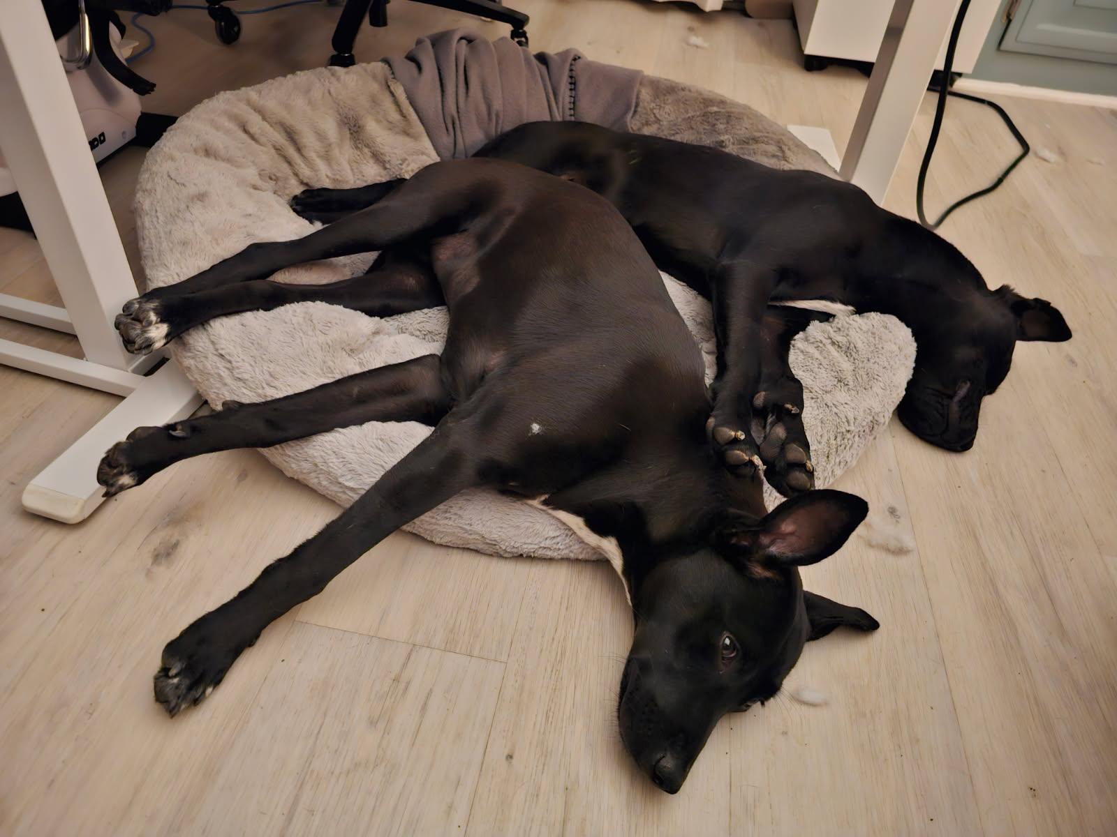 Enlarge Sandy Cheeks, a Adoptable mixed breed in Nashville, TN image 2/5