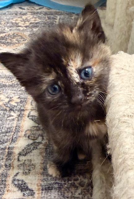 Ferry, adopted, Kitten Female Domestic Short Hair.