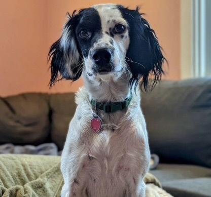 UT/Coconut Adoption Pending, a Adoptable mixed breed in Baldwinsville, NY image 1/3