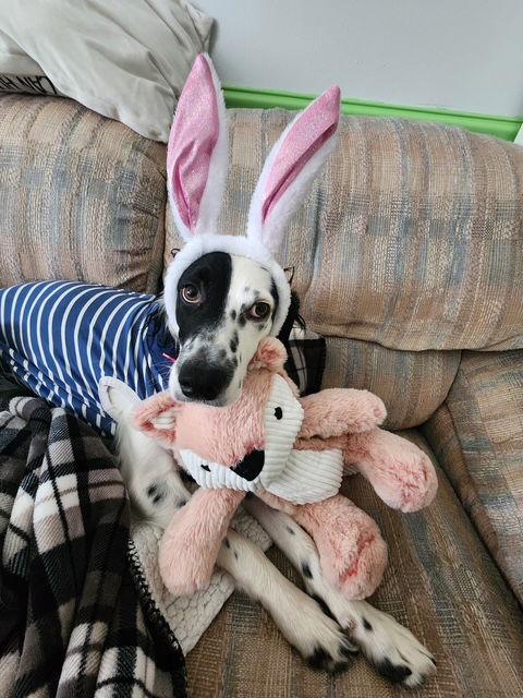 UT/Coconut Adoption Pending, a Adoptable mixed breed in Baldwinsville, NY image 2/3