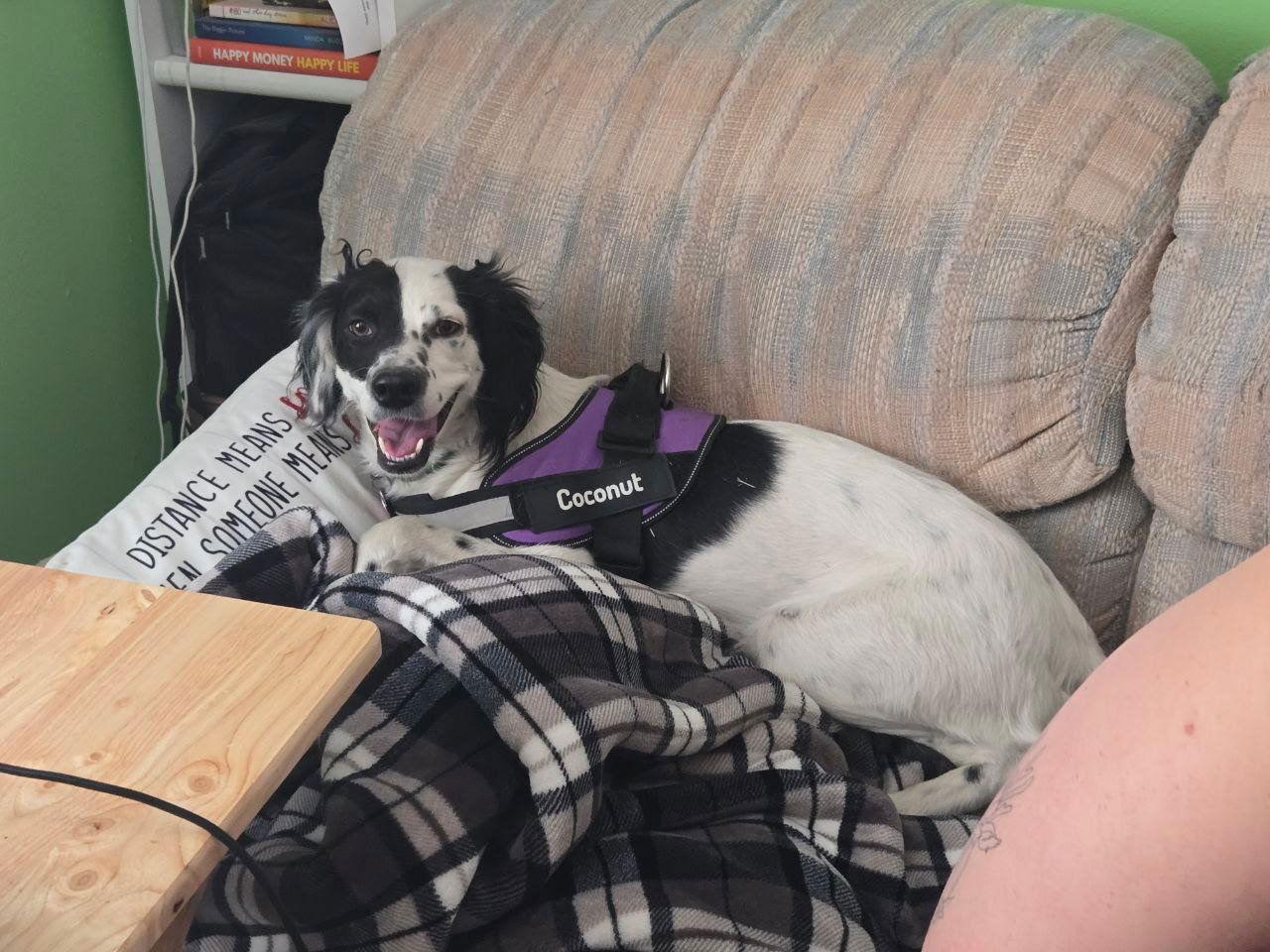 UT/Coconut Adoption Pending, a Adoptable mixed breed in Baldwinsville, NY image 3/3