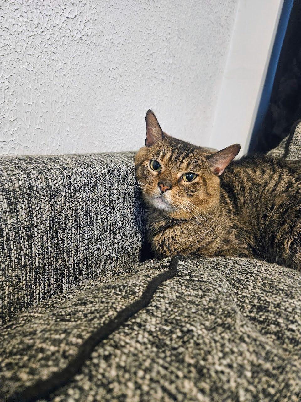 Enlarge Gates, a ADOPTABLE American Shorthair in Brooklyn, NY image 1/3