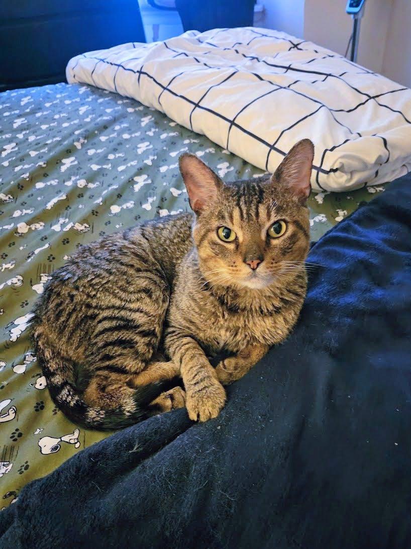 Enlarge Gates, a ADOPTABLE American Shorthair in Brooklyn, NY image 2/3