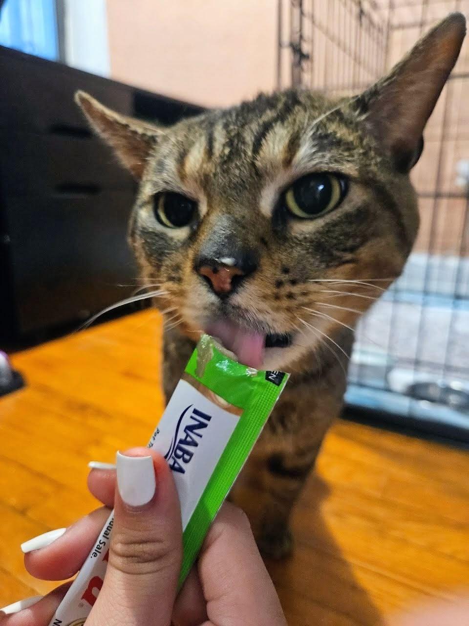 Enlarge Gates, a ADOPTABLE American Shorthair in Brooklyn, NY image 3/3