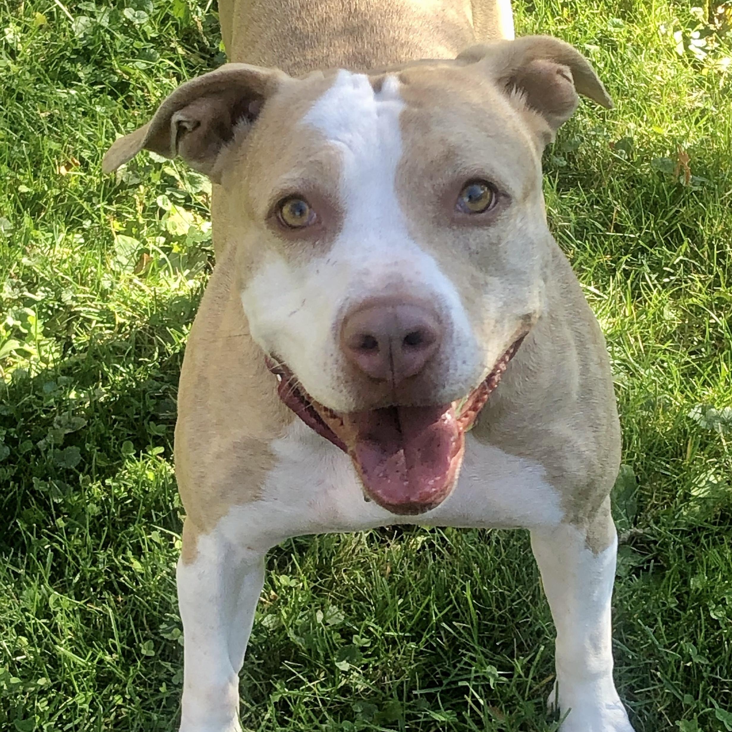 Enlarge Penny, an adopted Pit Bull Terrier in Cranford, NJ image 5/6