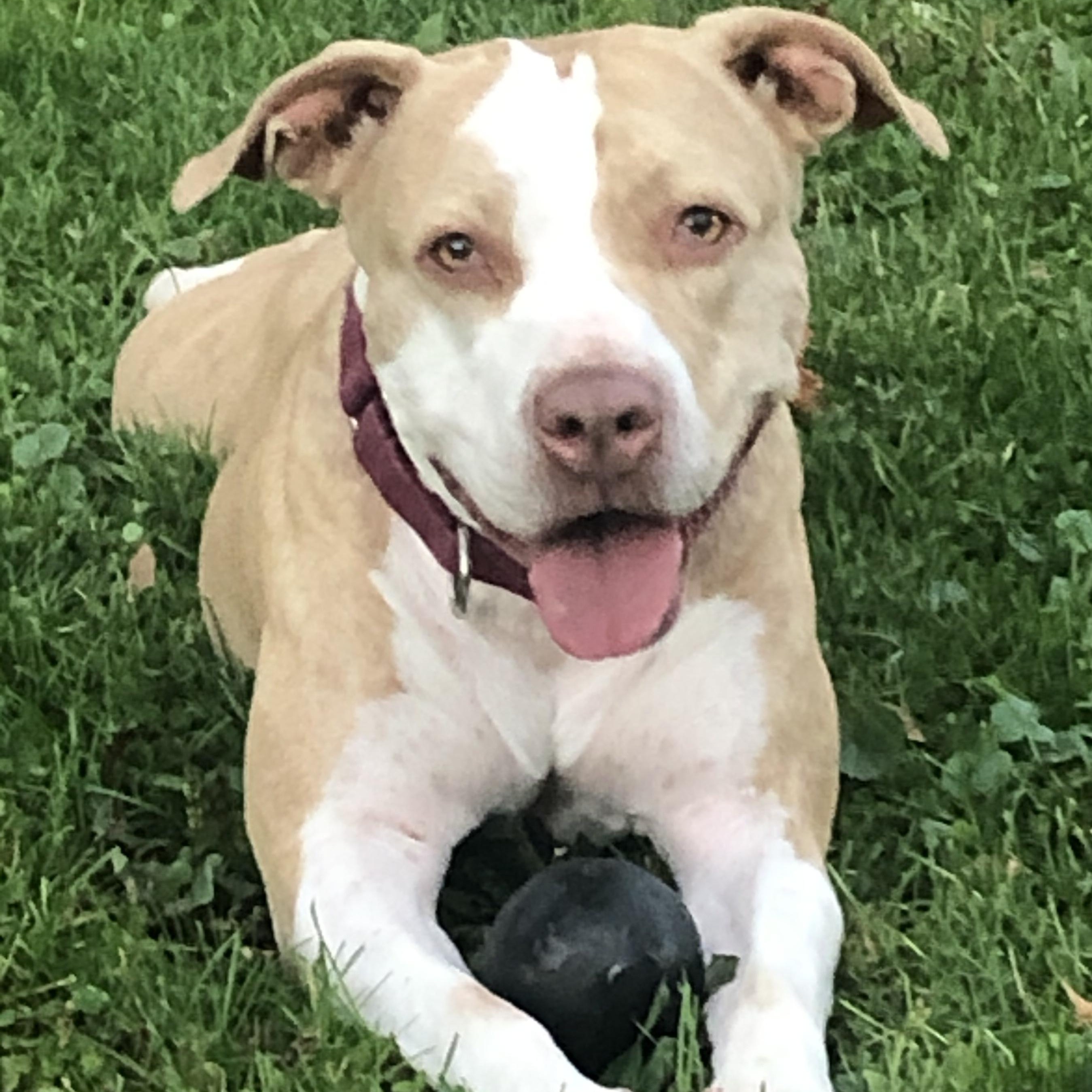 Enlarge Penny, an adopted Pit Bull Terrier in Cranford, NJ image 2/6