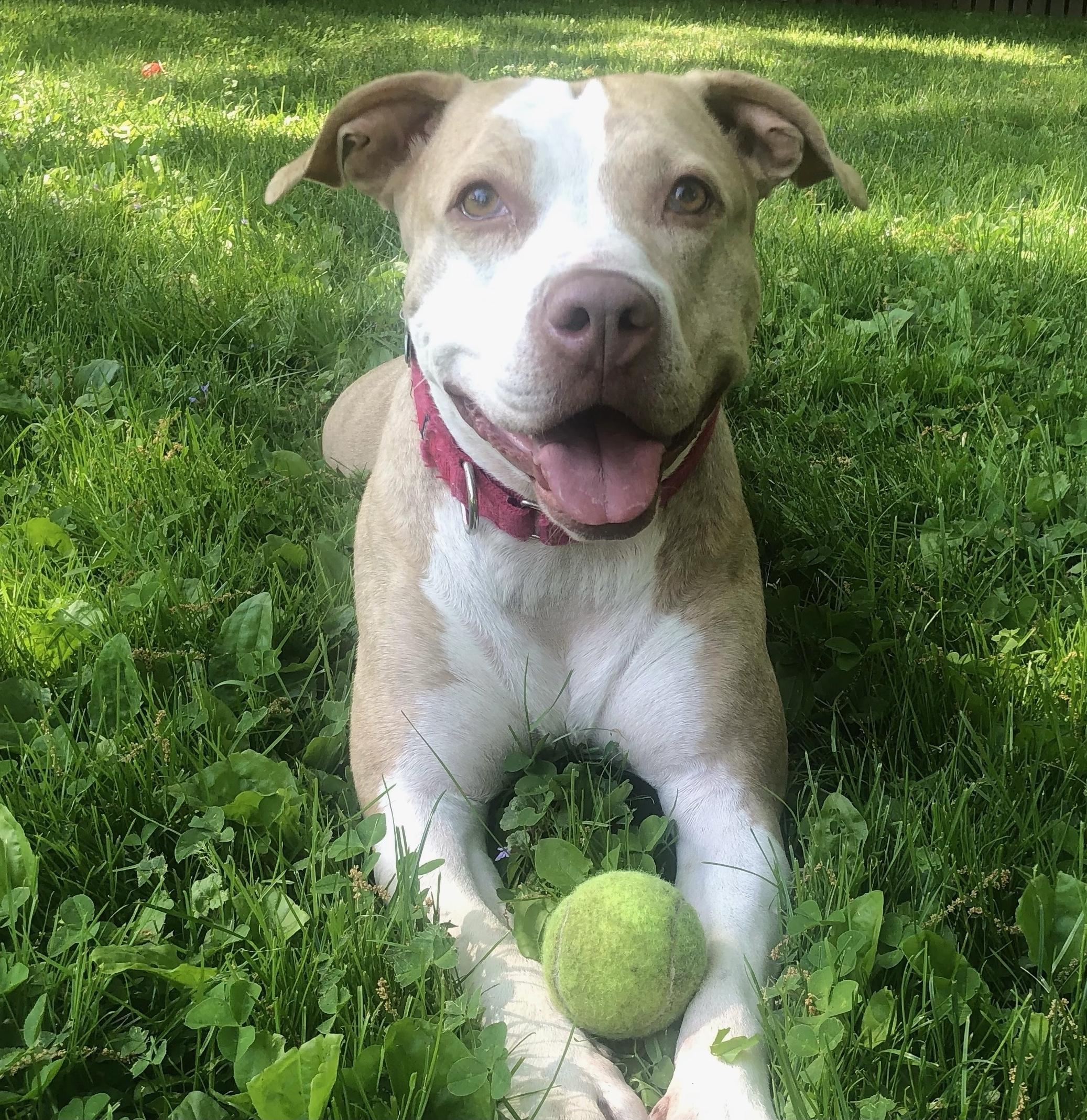 Enlarge Penny, an adopted Pit Bull Terrier in Cranford, NJ image 6/6