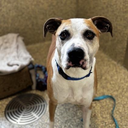 Beebo, Adoptable, Adult Male Mixed Breed & Mixed Breed.