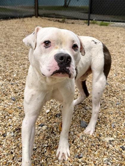Dine, Adoptable, Adult Male Boxer & Mixed Breed.