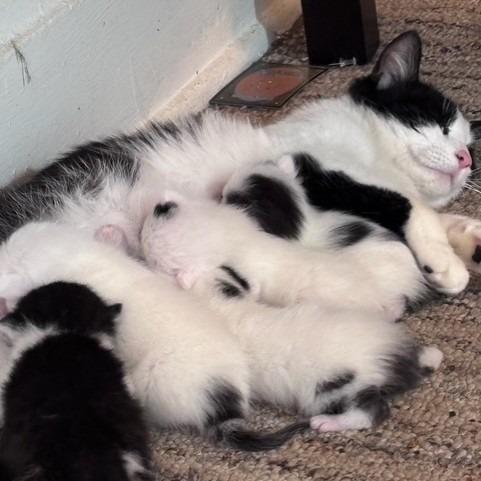 Penelope  Princess Penelope thumbnail 3