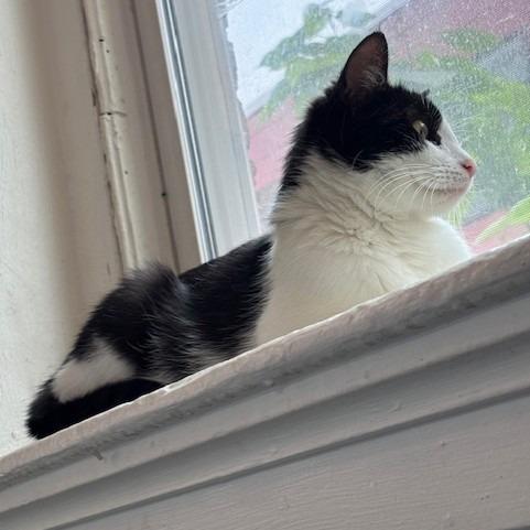 Penelope  Princess Penelope thumbnail 4