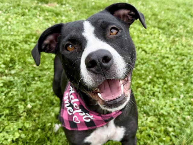 Enlarge MUDDY, a Adoptable Pit Bull Terrier in Colorado Springs, CO image 1/1