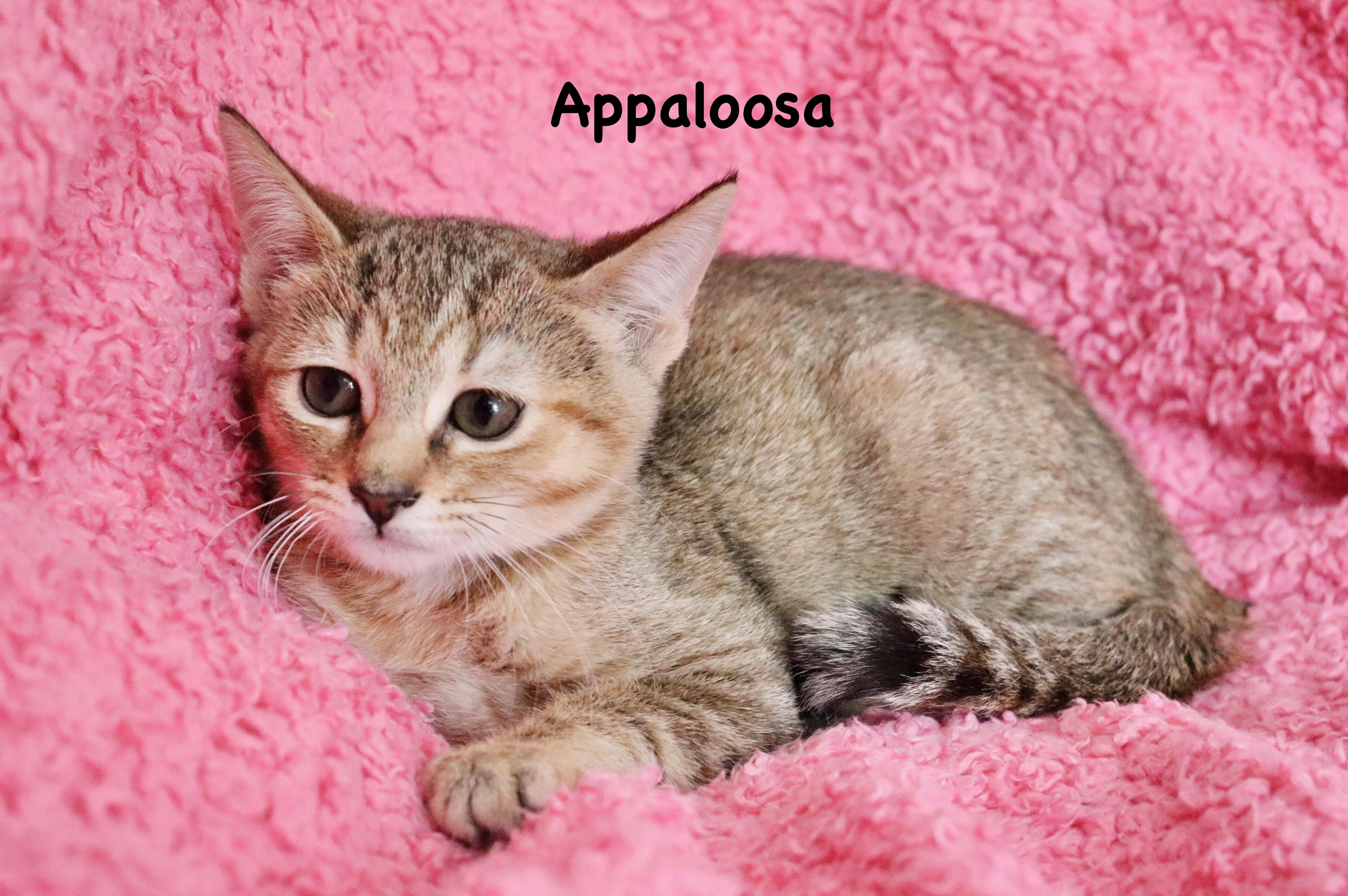 Appaloosa