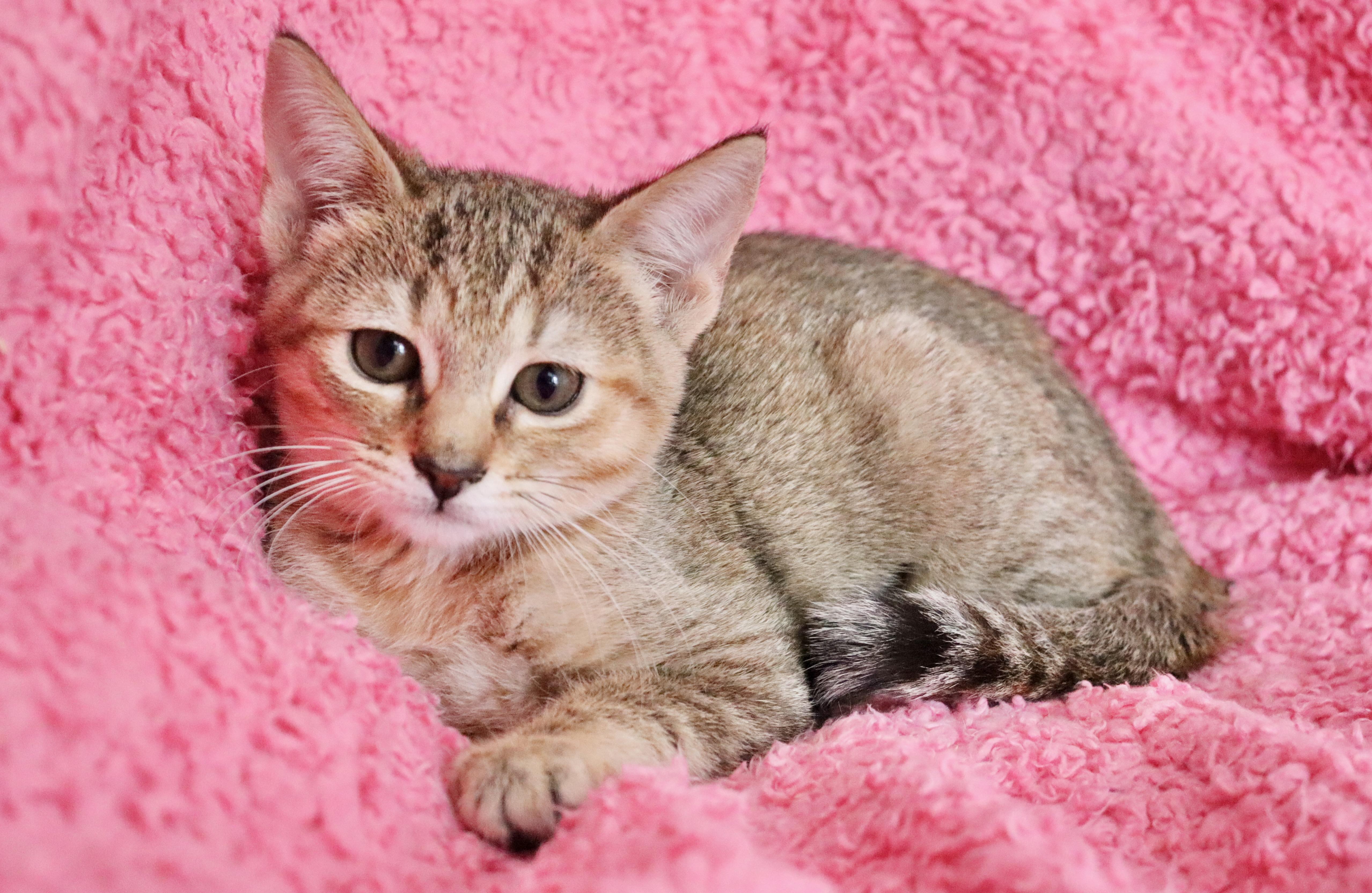 Appaloosa thumbnail 5