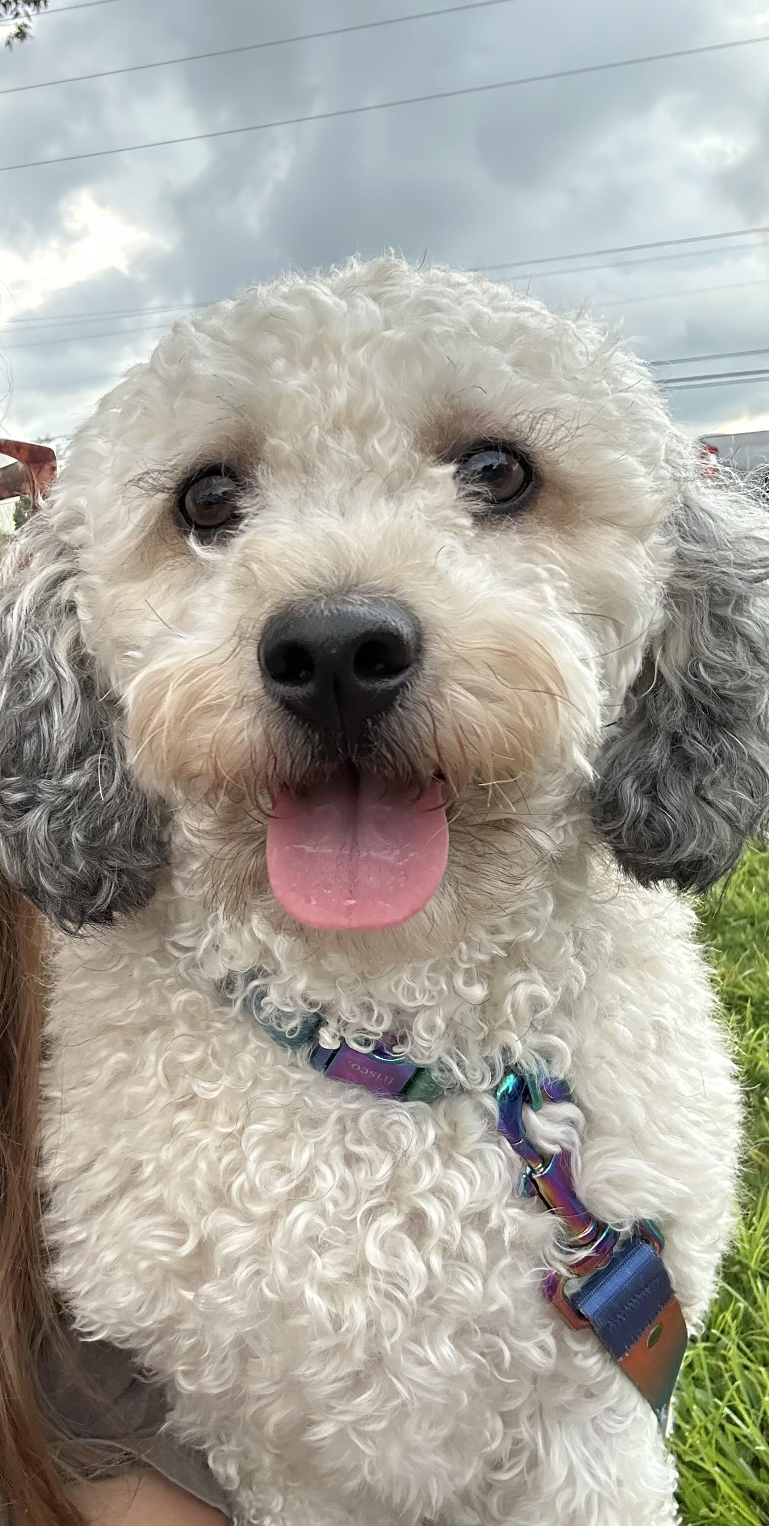 Chewie, Adoptable, Adult Male Miniature Poodle & Bichon Frise.