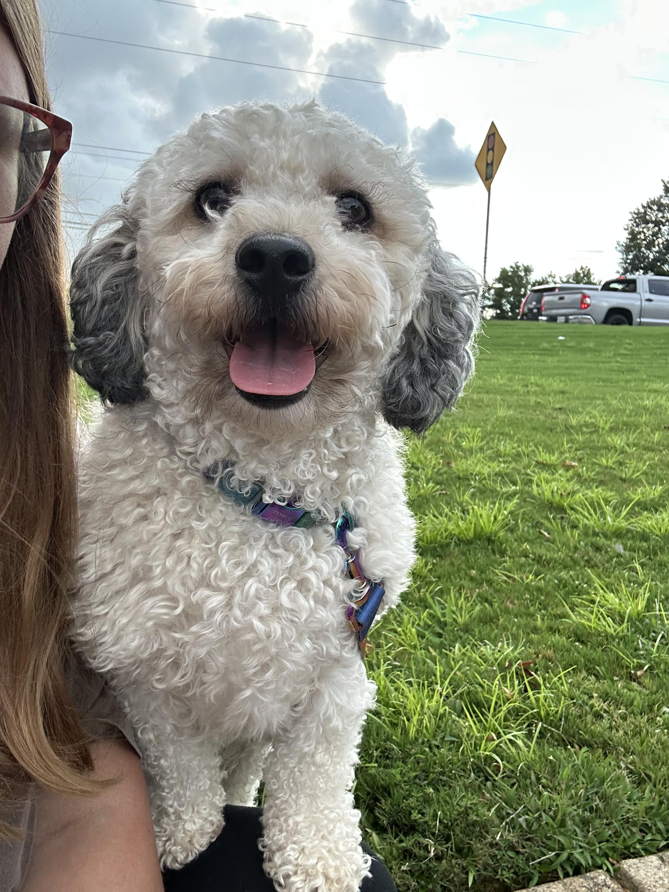 Chewie, a Adoptable mixed breed in Winder, GA image 2/4
