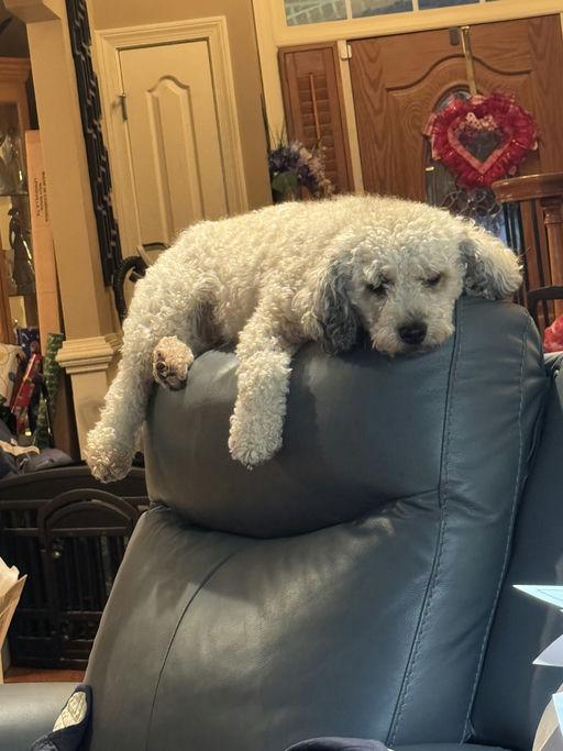 Chewie, a Adoptable mixed breed in Winder, GA image 3/4