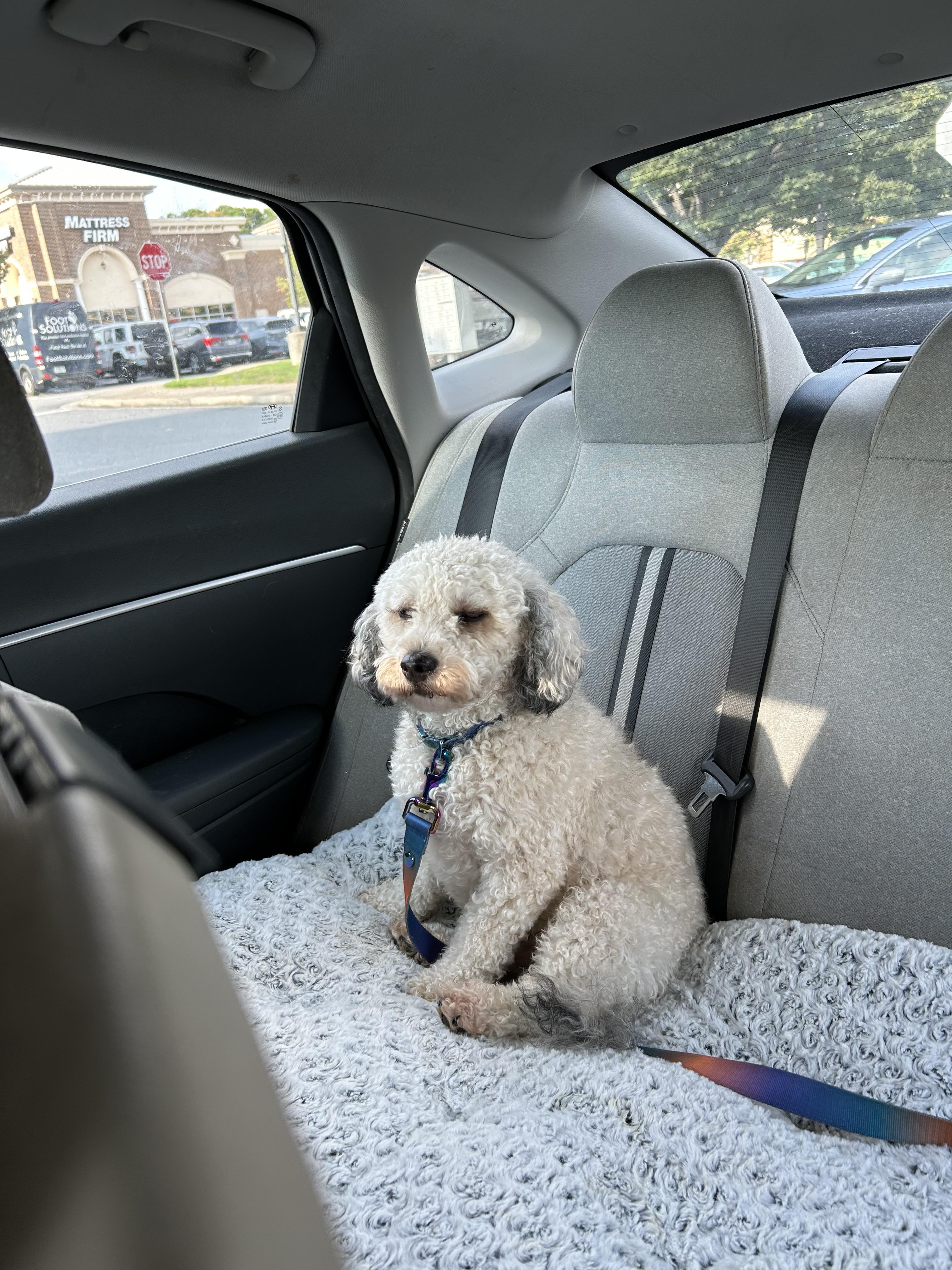 Chewie, a Adoptable mixed breed in Winder, GA image 4/4