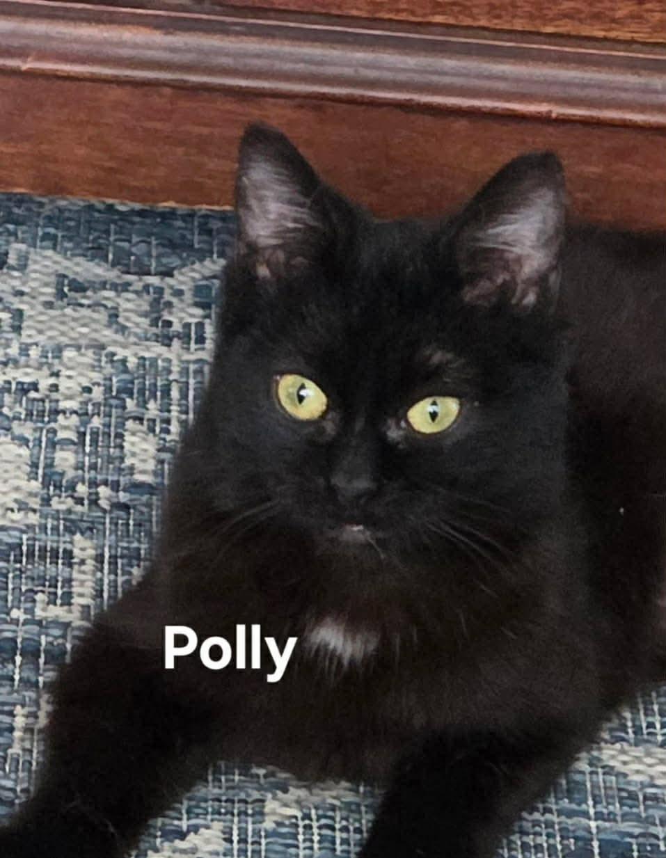 Polly, Adoptable, Young Female Bombay & Domestic Short Hair.