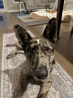 Enlarge Wylie, an adoptable mixed breed in Manhasset, NY image 4/6