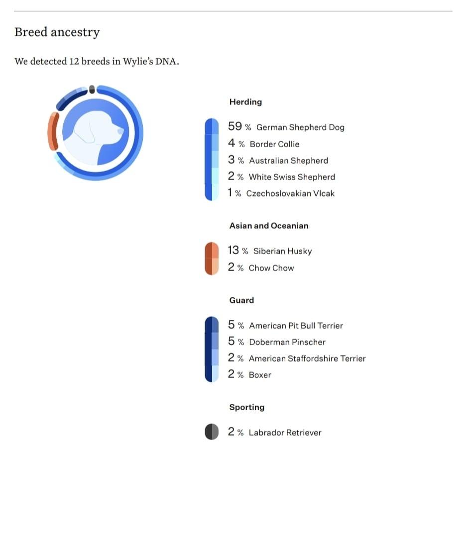 Enlarge Wylie, an adoptable mixed breed in Manhasset, NY image 6/6