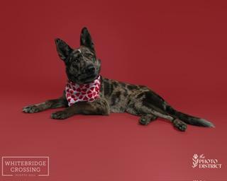 Enlarge Wylie, an adoptable mixed breed in Manhasset, NY image 3/6