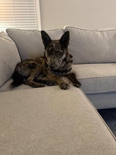 Enlarge Wylie, an adoptable mixed breed in Manhasset, NY image 5/6