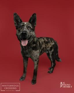 Enlarge Wylie, an adoptable mixed breed in Manhasset, NY image 1/6