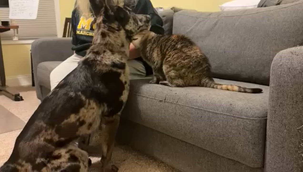 Enlarge Wylie, an adoptable mixed breed in Manhasset, NY video 2/6