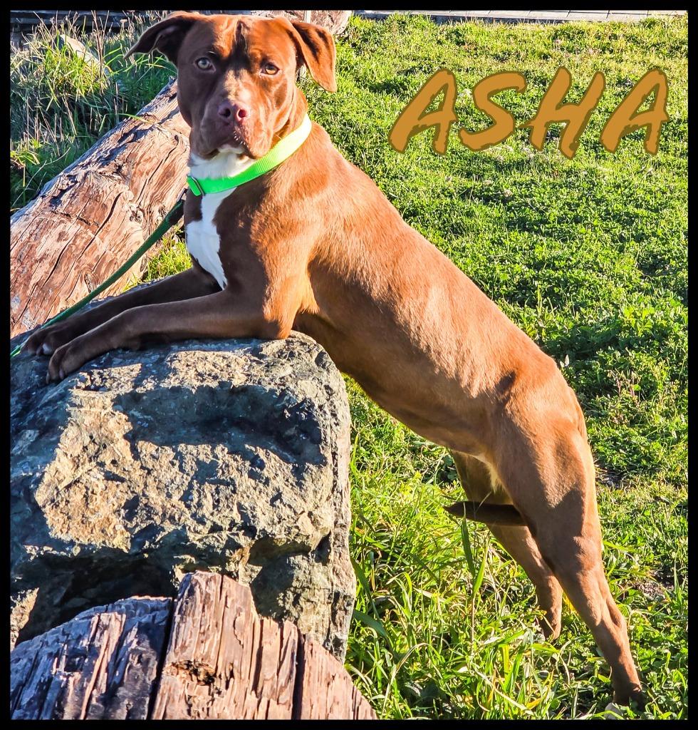 Asha, Adoptable, Adult Female Pit Bull Terrier & Dogue de Bordeaux.