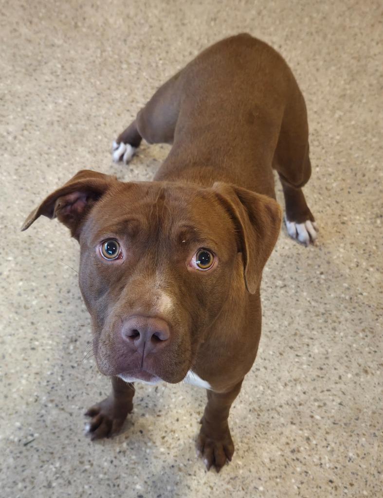 Asha, Adoptable, Adult Female Pit Bull Terrier.