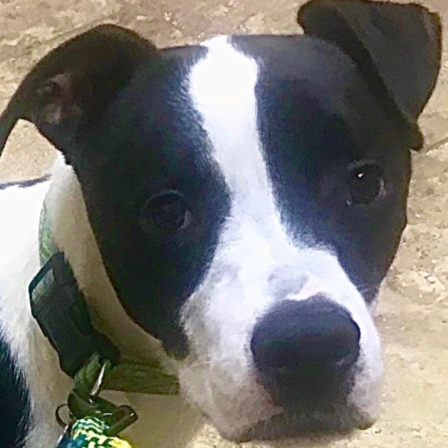 Dodger, Adoptable, Adult Male English Pointer.