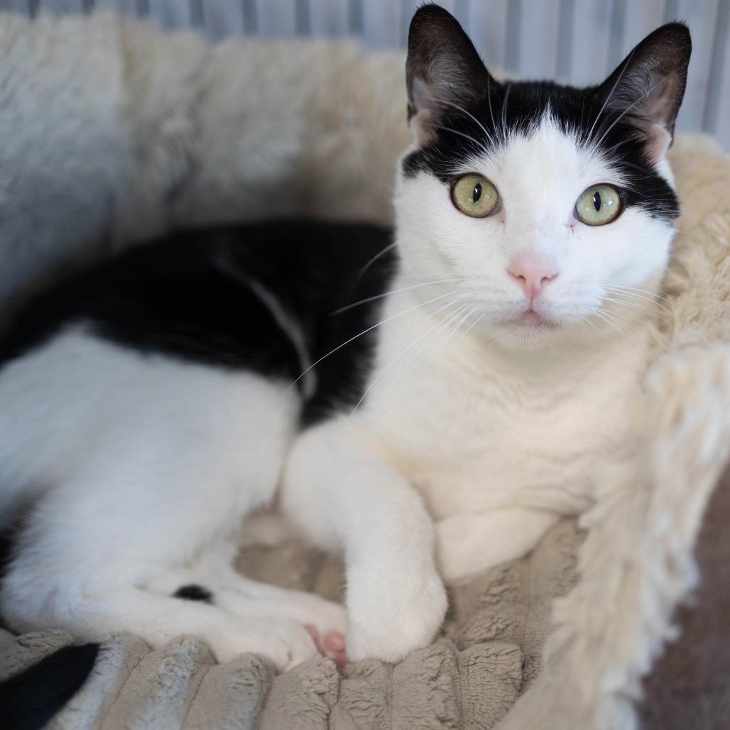 20-266 Steven (with Alexis), Adoptable, Adult Male Domestic Short Hair.