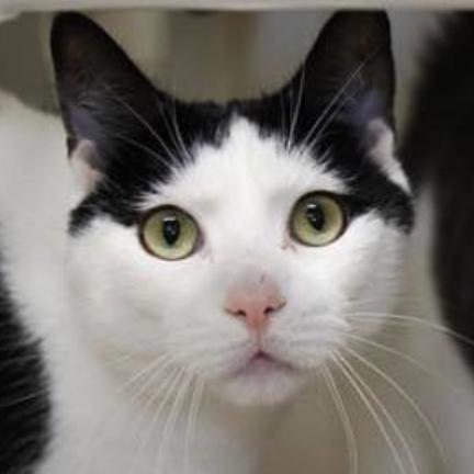 20-266 Steven, Adoptable, Adult Male Domestic Short Hair.