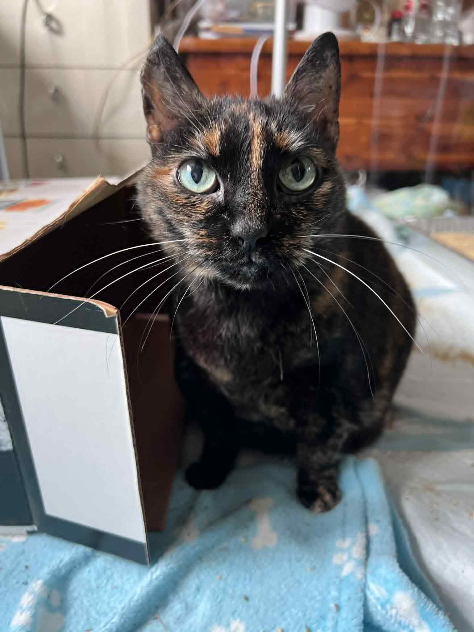 Enlarge Alaska, a Adoptable Domestic Short Hair in Hammond, OR image 1/1