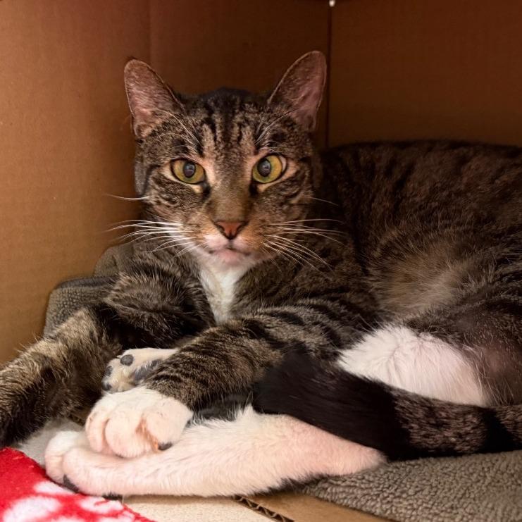 Rusty, Adoptable, Senior Male Domestic Short Hair.